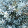 Eglė dygioji (Picea pungens) 'Glauca Globosa'